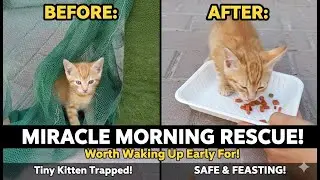 Its miracle morning to hungry cats #cat #catfeeding #catrescue