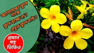 How To Get More Flowers In Allamanda | How To Take Care Of Allamanda Flower Plant