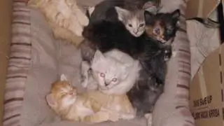 Sassy Teaching Her Babies How to Eat Solid Food