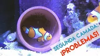 Reproducción de peces payaso - Problemas con la segunda camada | AcuaTV