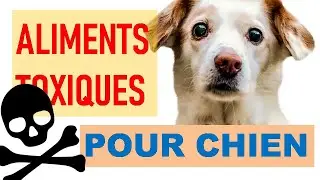 7 ALIMENTS QUI PEUVENT TUER MON CHIEN ✿ EnjoyingLife