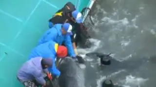 Dolphin hunt in Japan's Taiji cove