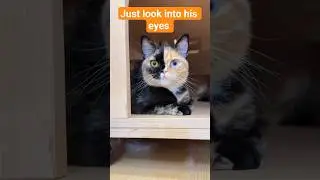 Two-Face Cat With Different Colored Eyes 😱 | Cutest Chimera Cat Ever! 😺