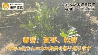 みかんの芽の1年間の成長を振り返ります！みかんの苗木育成の基本を伝授！みかんの苗木成長観察。～定植１年目2月編～