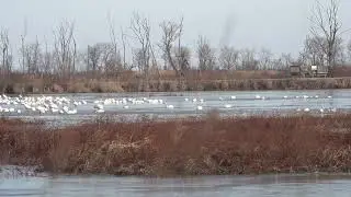 Tundra Swans with Surprise Harrier Flyby
