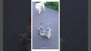 🐾 А Я ТЕБЯ НЕ БОЮСЬ ~ AND I AM NOT AFRAID OF YOU