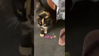 One life,many adorable phases🥰 #cats #cuteanimals #prettycat #shorts #shortsfeed #ytshorts
