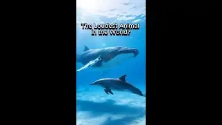 Whale and Dolphin Sound | Relaxing Ocean Vibes #shorts