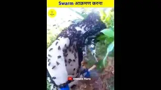 How To Survive A Swarm Of Bees 😲 #facts #shorts