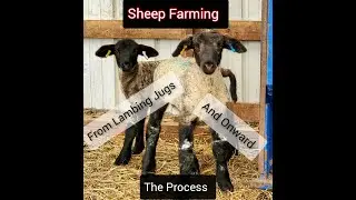 Sheep Farming: From Lambing Jugs And Onward - The Process