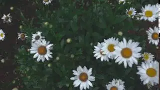 white & yellow flowers