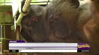 Jodak ma Akingliomako bimbe kendo tero ne KWS
