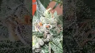 OUTLAW ORGANICS: BOMB SEEDS #1