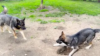 Nine Large Dogs Enjoy A Relaxing Day In The Backyard | Digging Holes, Chase + Sprinkler