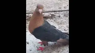 #archangel#pigeon#warangal#shorts