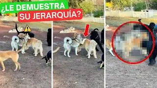 Este perro DOMINA a otro haciendo ESTO! 😱