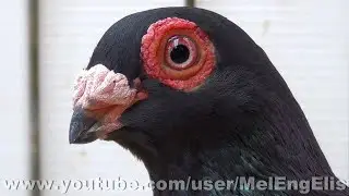 Pigeon Barb Anglais noir - Indianer Taube - &Eacute;vreux 2022 ( Wattle Pigeons - Warzentauben )