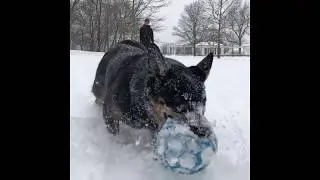 Otto the Dog Plays in Buffalo Snow as Winter Storm Approaches