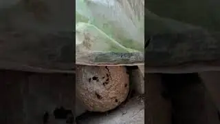 Aziatische hoornaars onder een tuinstoel.  De PestHunter in Schilde  Frelons asiatiques