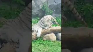 White Tiger||Cute Baby White Tiger  Playing Video||Cute Moment|#shorts #short#tiger     #whitetiger