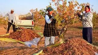 A Hot Summer Day with a Village Lady: From Harvesting Pistachios in the desert iran