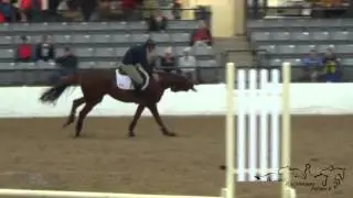 Tik Maynard & Mr. Pleasantree Retired Racehorse Project Freestyle 2015