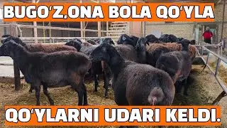 ONA BOLA,BUGOʻZ QOʻYLA ZOʻRLARI KELDI.15.01.2026 BUXORO JONDOR