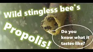How to harvest propolis from wild stingless bee