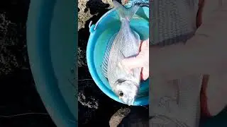 The release n.8: Seabream   #orata #shorts #fishing #catchandrelease #seafishing