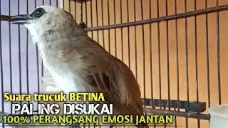 Trucuk BETINA memanggil Jantan Suara Birahi Ngecuplik 100% pancingan trucukan gacor agar BUNYI EMOSI