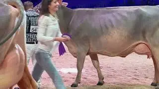 Swiss Expo 2024 BS Grand Champion