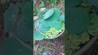 Lotous plant in pot👍#Kamala work&Lifestyle