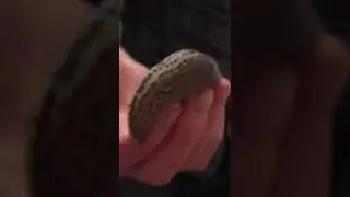 Нашёл гигантского тигрового слизня.
