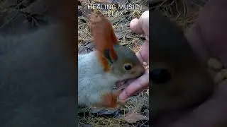 УХ ТЫ! КАКОЙ ПРОЖОРЛИВЫЙ БЕЛЬЧОНОК!/Healing music #shorts  #мозг #squirrel  #forest   #food #nuts