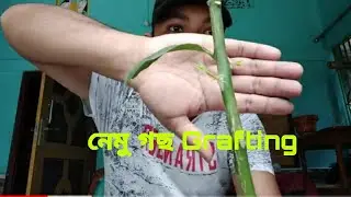 Nemu plant cutting //   নেমু পুলি cutting  Types// Grafting plants