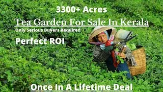 Tea Garden For Sale In Kerala | Tea Estate For Sale In Wayanad