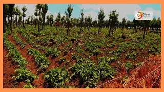 CITIZEN PLANET | How Molo farmers overcame post election scars to tackle climate induced poverty