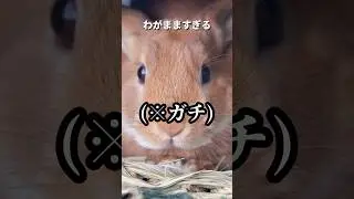 ウサギ飼いなら100%悩むやつ