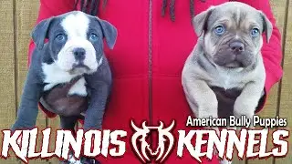 AMERICAN BULLY PUPPIES FOR SALE FROM THE WORLD FAMOUS KILLINOIS KENNELS