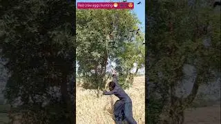 Red crow eggs hunting 😷 🐦&zwj;⬛🐦&zwj;⬛😍 #farming #magic #hunting #villagelife #wow #birdhunting