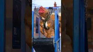 Pitbull 🆚 kangal who is the most dangerous dog? 🐕#shorts #viral #dogsworld #gymdog #fitdogs#barkpost
