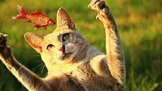 When you have a Cat with 200 IQ