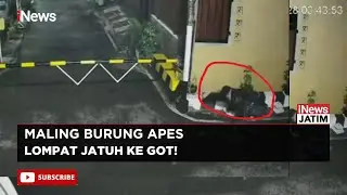 Detik-detik Pencuri Burung di Semarang Jatuh Tersungkur, Aksi Gagal & Burung Lepas!