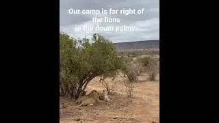 Maneless male lions of Tsavo