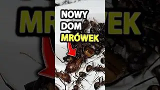 Ogromne mrowisko w nowym domu