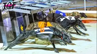 Greyhound Racing - Track Race 480m | 4K Ultra HD