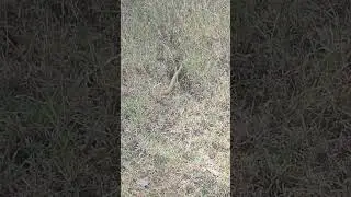 checked keel back snake | subscribe & like please & share