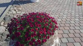LISZKOWO LITWA. LI&Scaron;KIAVA LIETUVA.
