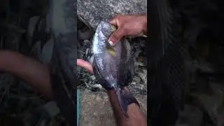 Cr fish #fishing #fishermanlifestyle #fishinglife #travel #varral #fishermanlife #food