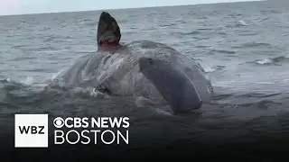 Massive dead whale on Nantucket will be towed out to sea